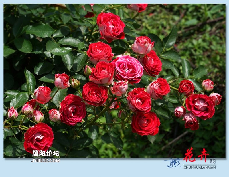 春花——41.jpg