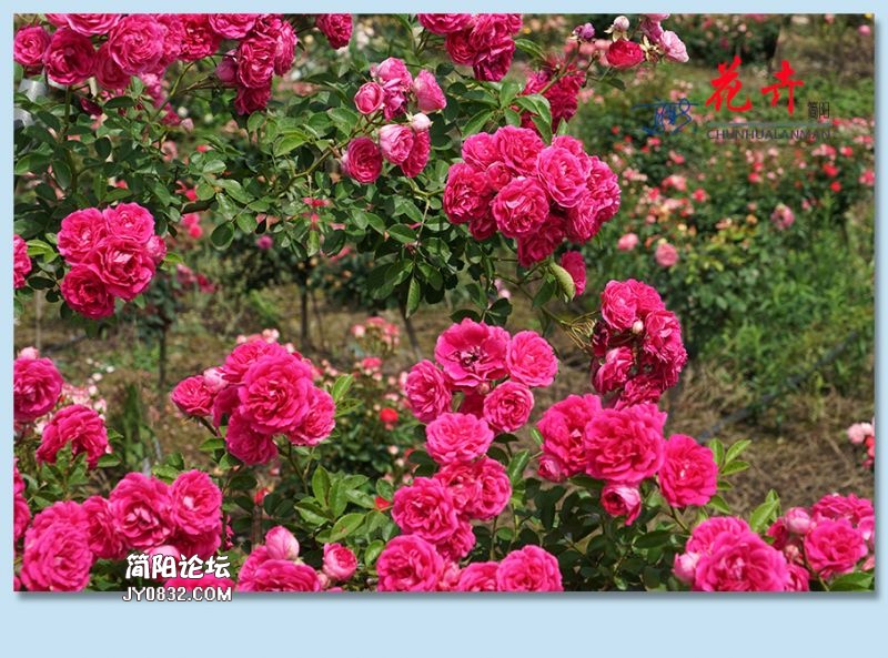 春花——40.jpg