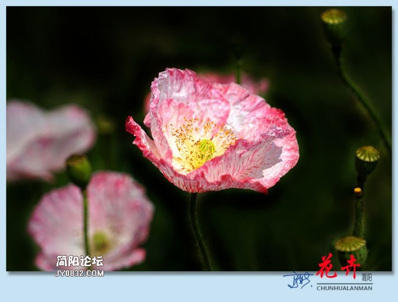 春花——44.jpg