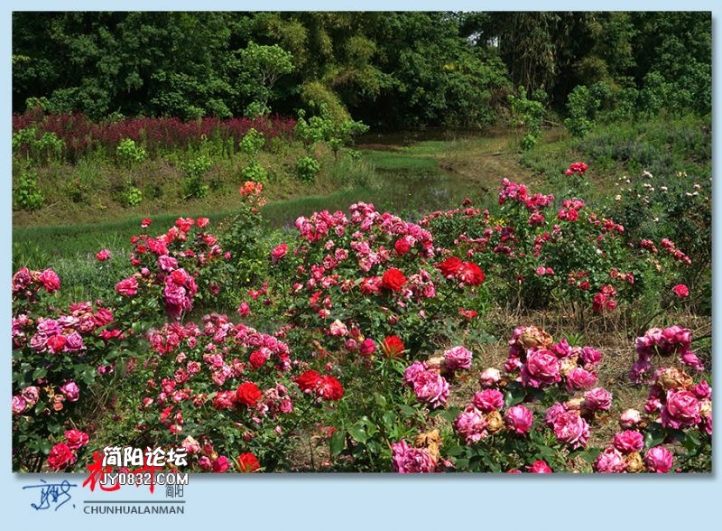 春花——43.jpg