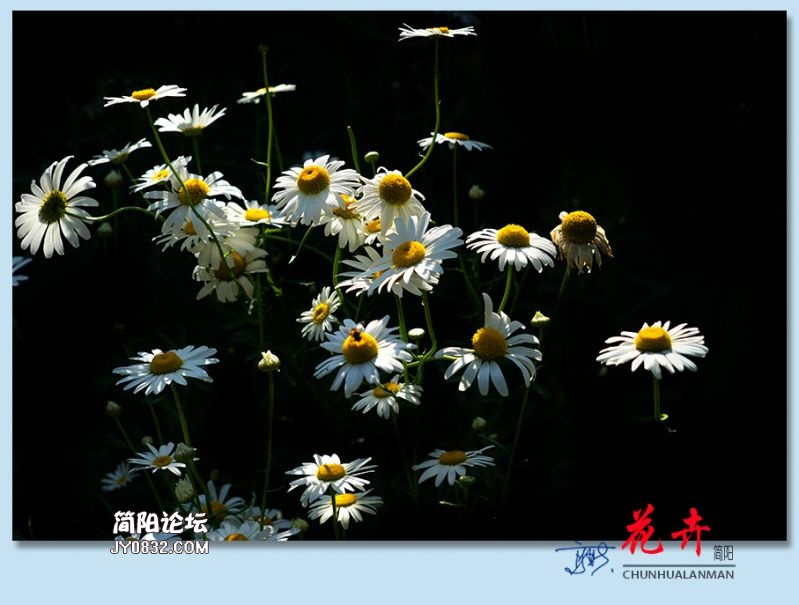 春花——47.jpg