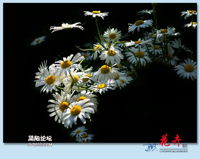 春花——46.jpg