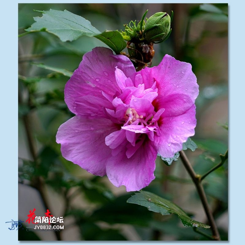 春花——50.jpg