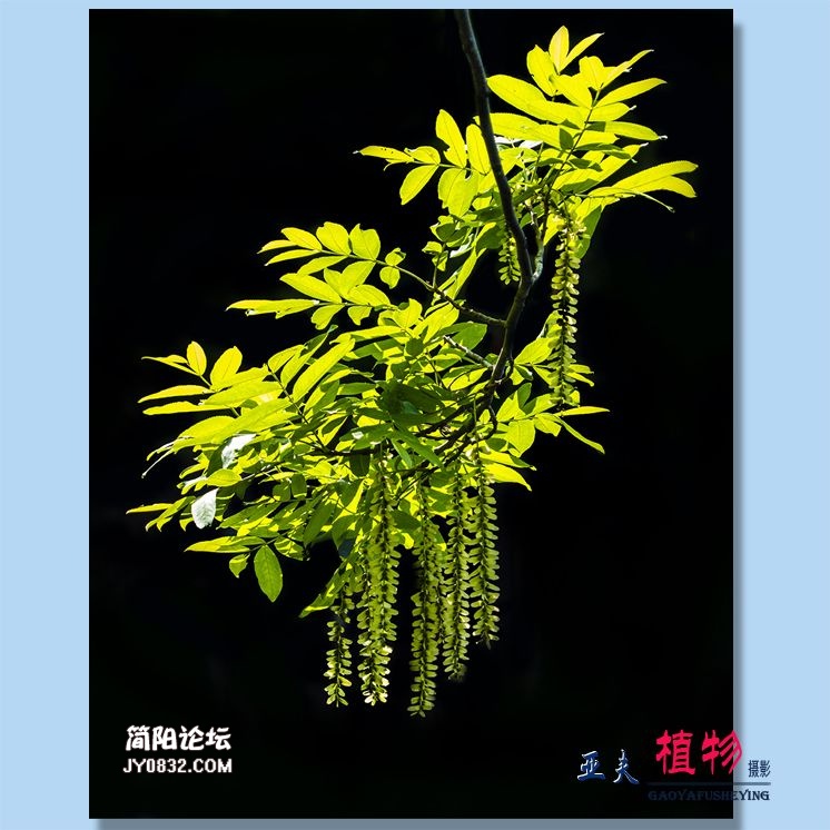 96——植物.jpg