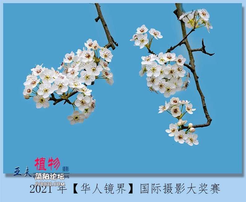 03——植物.jpg