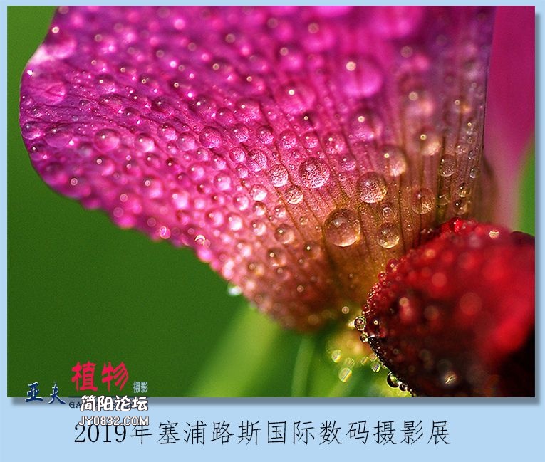 02——植物.jpg