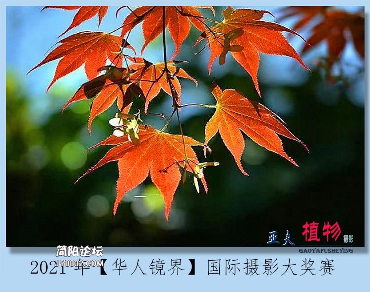 06——植物.jpg