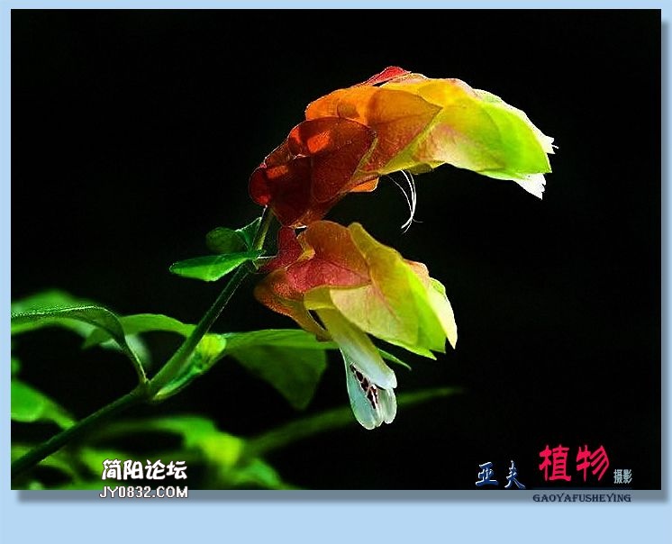 11——植物.jpg