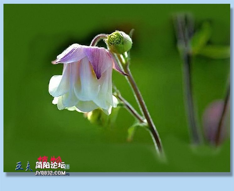 13——植物.jpg
