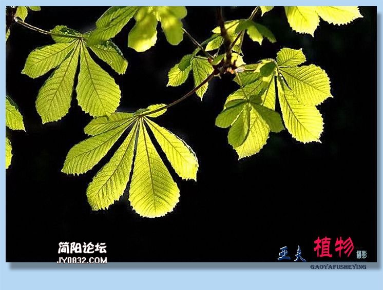 17——植物.jpg