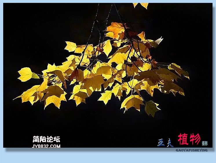 22——植物.jpg