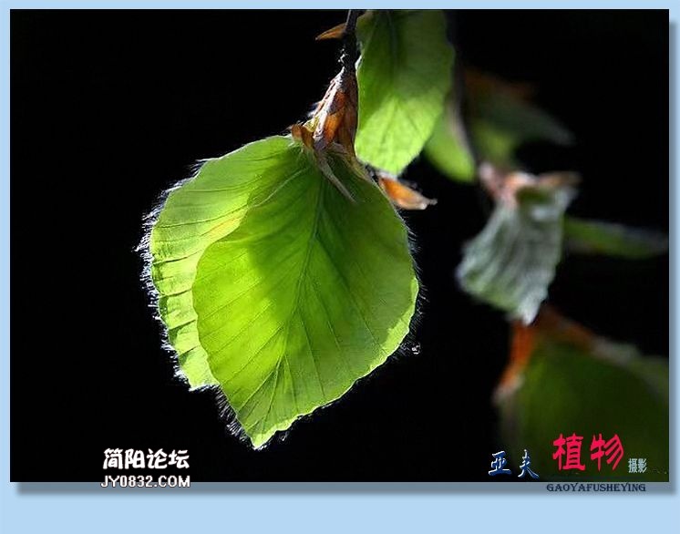 21——植物.jpg