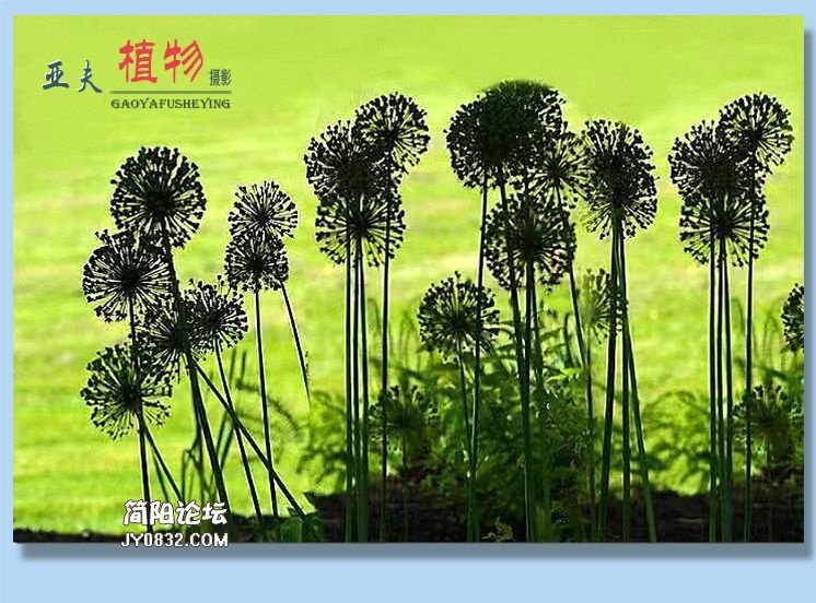 23——植物.jpg