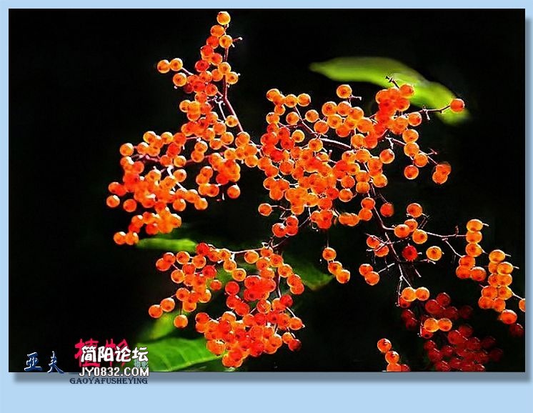 29——植物.jpg