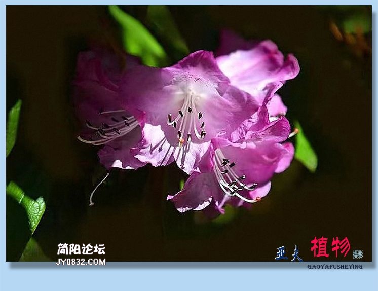 30——植物.jpg