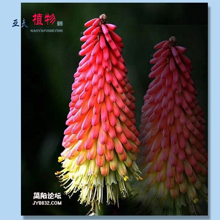 34——植物.jpg