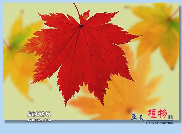 32——植物.jpg