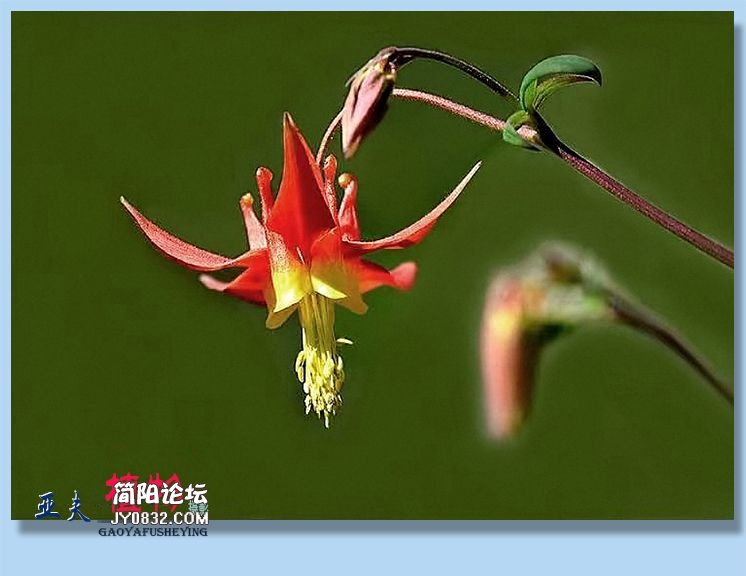 35——植物.jpg