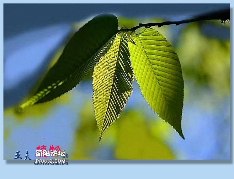 36——植物.jpg