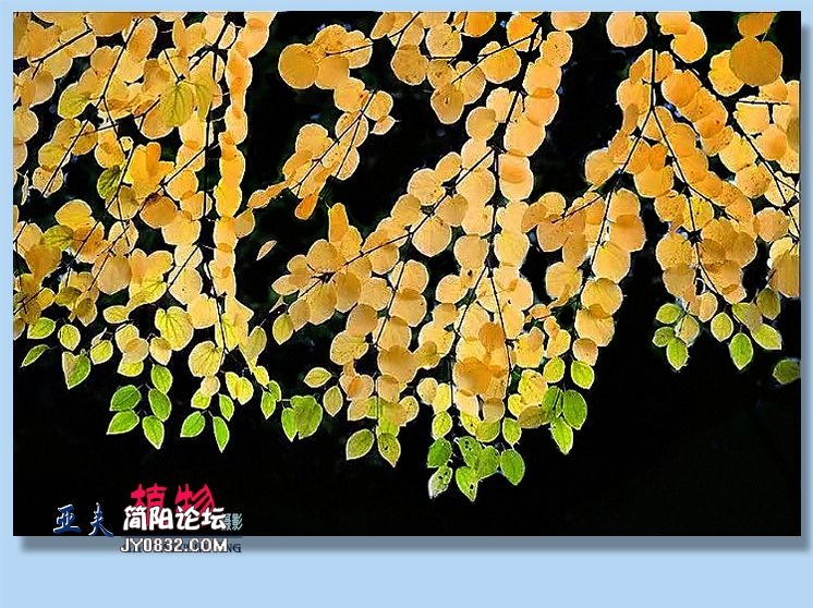 39——植物.jpg