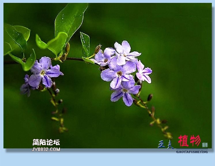 43——植物.jpg
