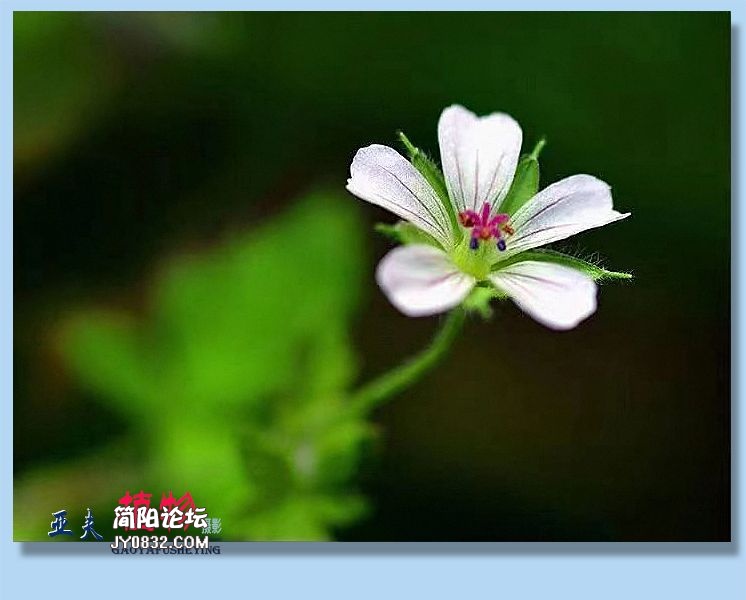 50——植物.jpg