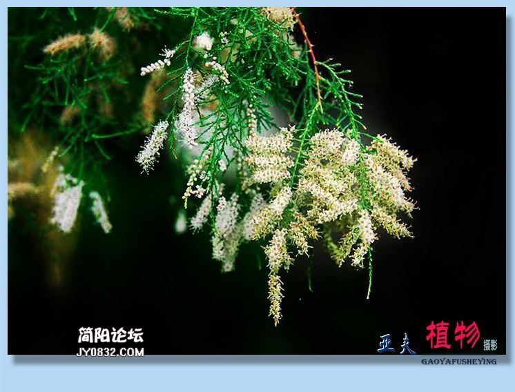 52——植物.jpg