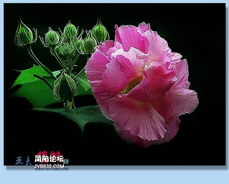 51——植物.jpg