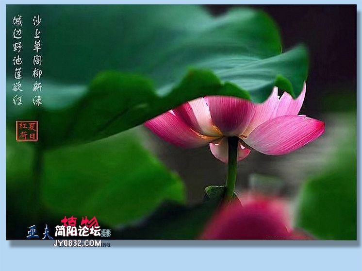 55——植物.jpg