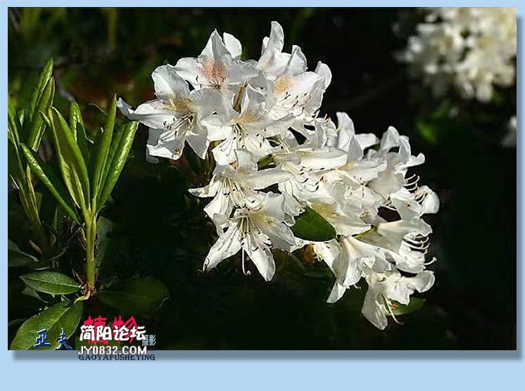 62——植物.jpg
