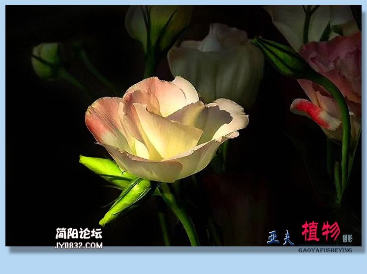 60——植物.jpg
