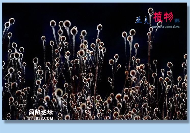 61——植物.jpg