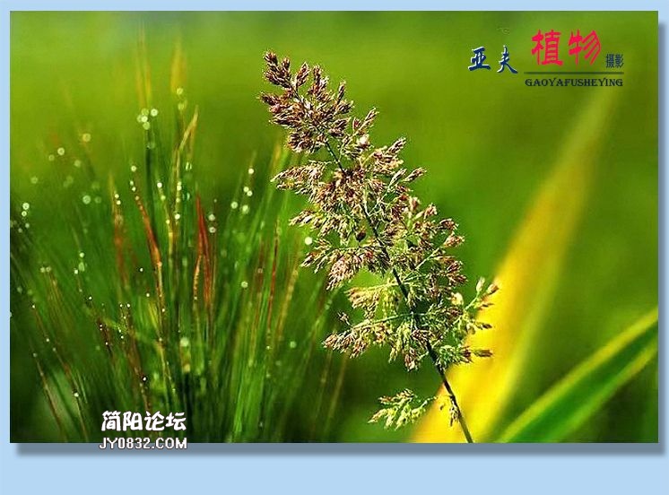63——植物.jpg