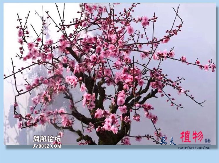 70——植物.jpg