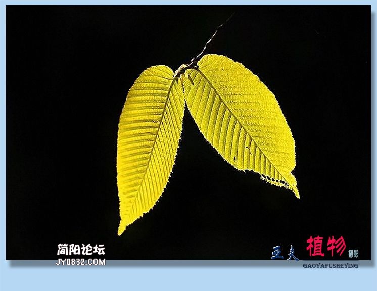 74——植物.jpg