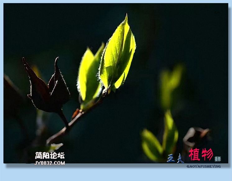 73——植物.jpg