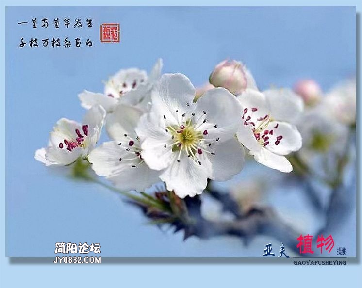 78——植物.jpg
