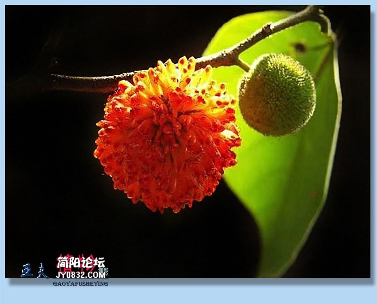 82——植物.jpg