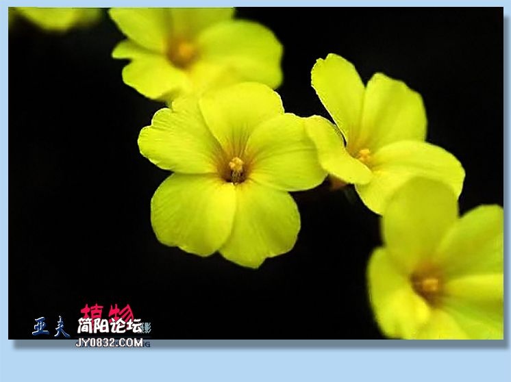 81——植物.jpg