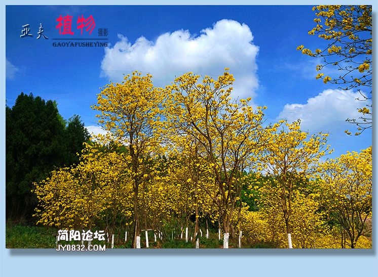 92——植物.jpg