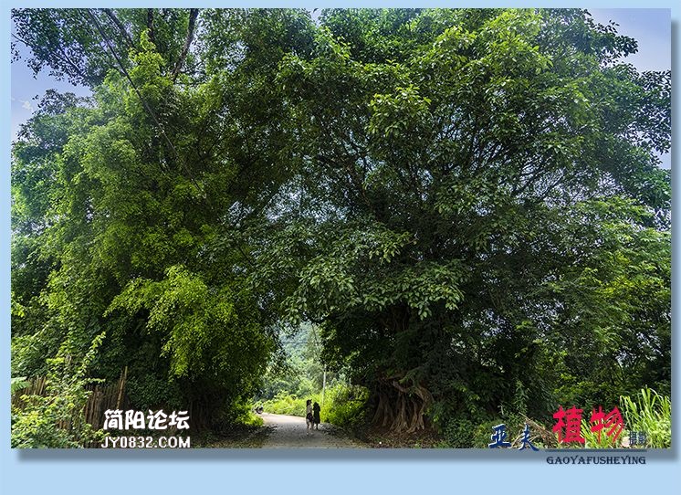 99——植物.jpg
