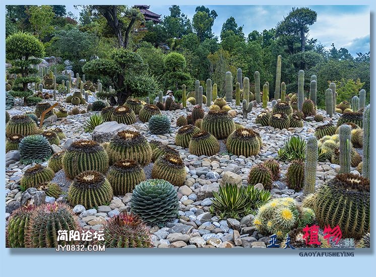 97——植物.jpg