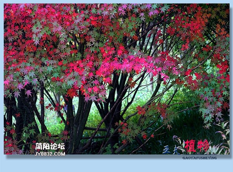 100——植物.jpg
