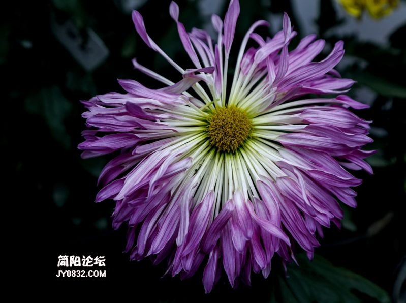 3C7A8681.jpg