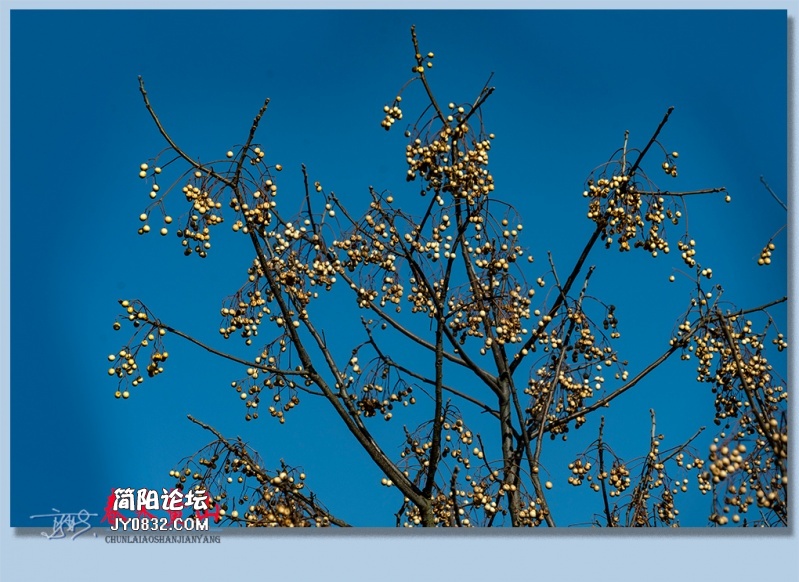 春来鳌山——17.jpg