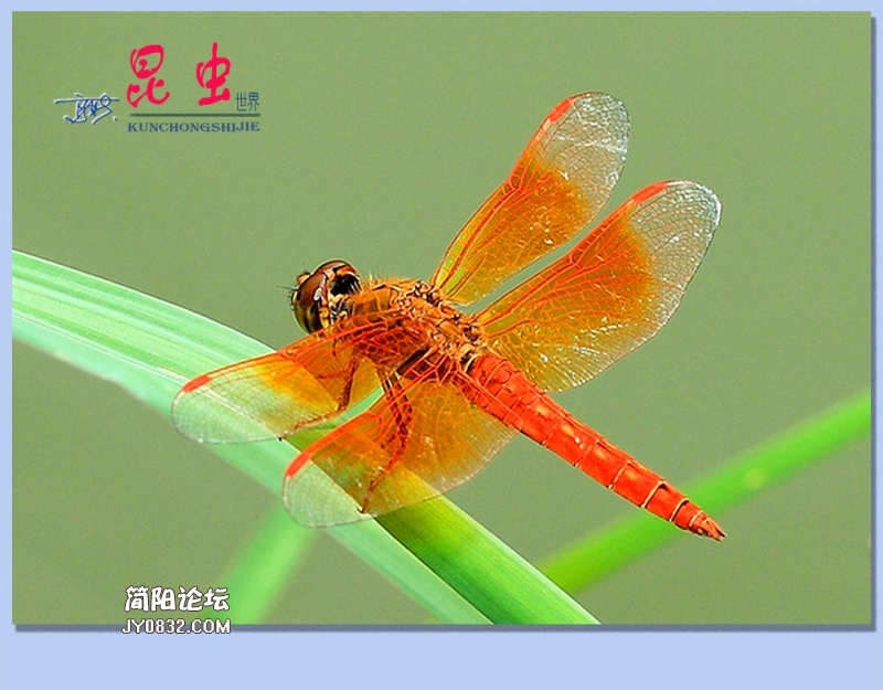 17——昆虫.jpg
