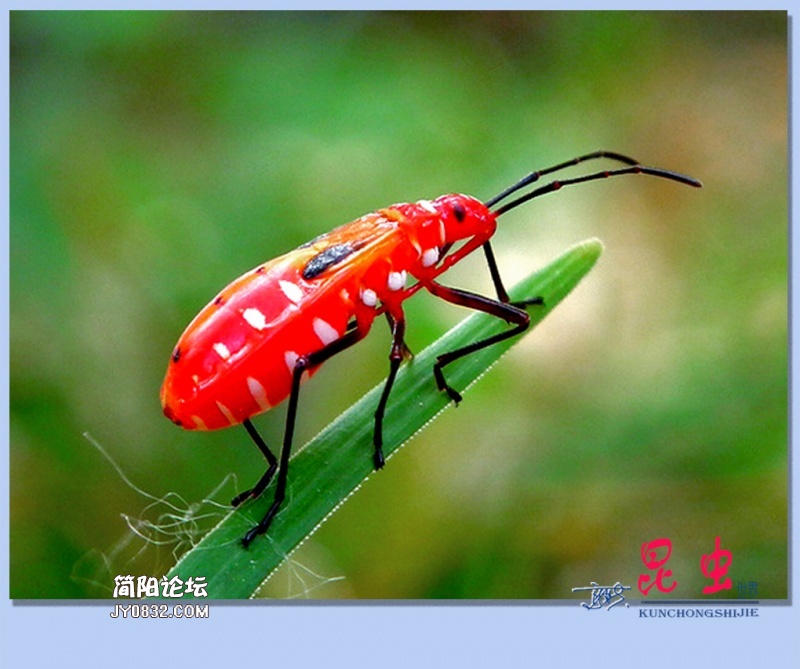 16——昆虫.jpg