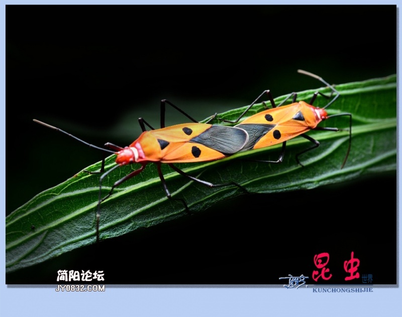 27——昆虫.jpg
