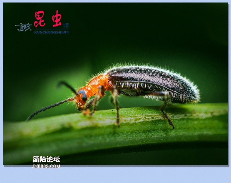 33——昆虫.jpg