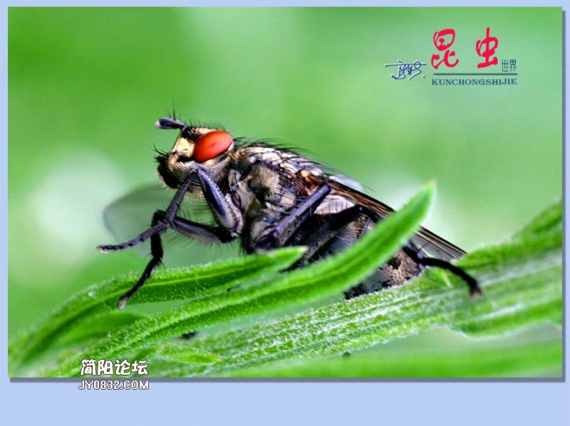 34——昆虫.jpg